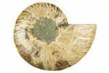 Cut & Polished Ammonite Fossil (Half) - Crystal Pockets #310599-1